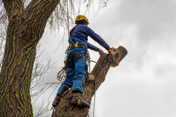 Best Palm Tree Trimming  in Tilton Northfield, NH