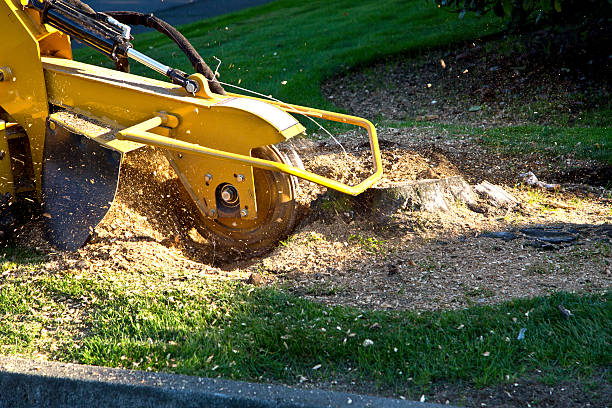 Best Hedge Trimming  in Tilton Northfield, NH